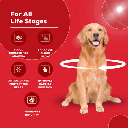 Venttura Ferro+ supplement for dogs of all life stages, supports blood boosting, improves cardiac function, immunity, and helps treat anaemia with antioxidant protection.