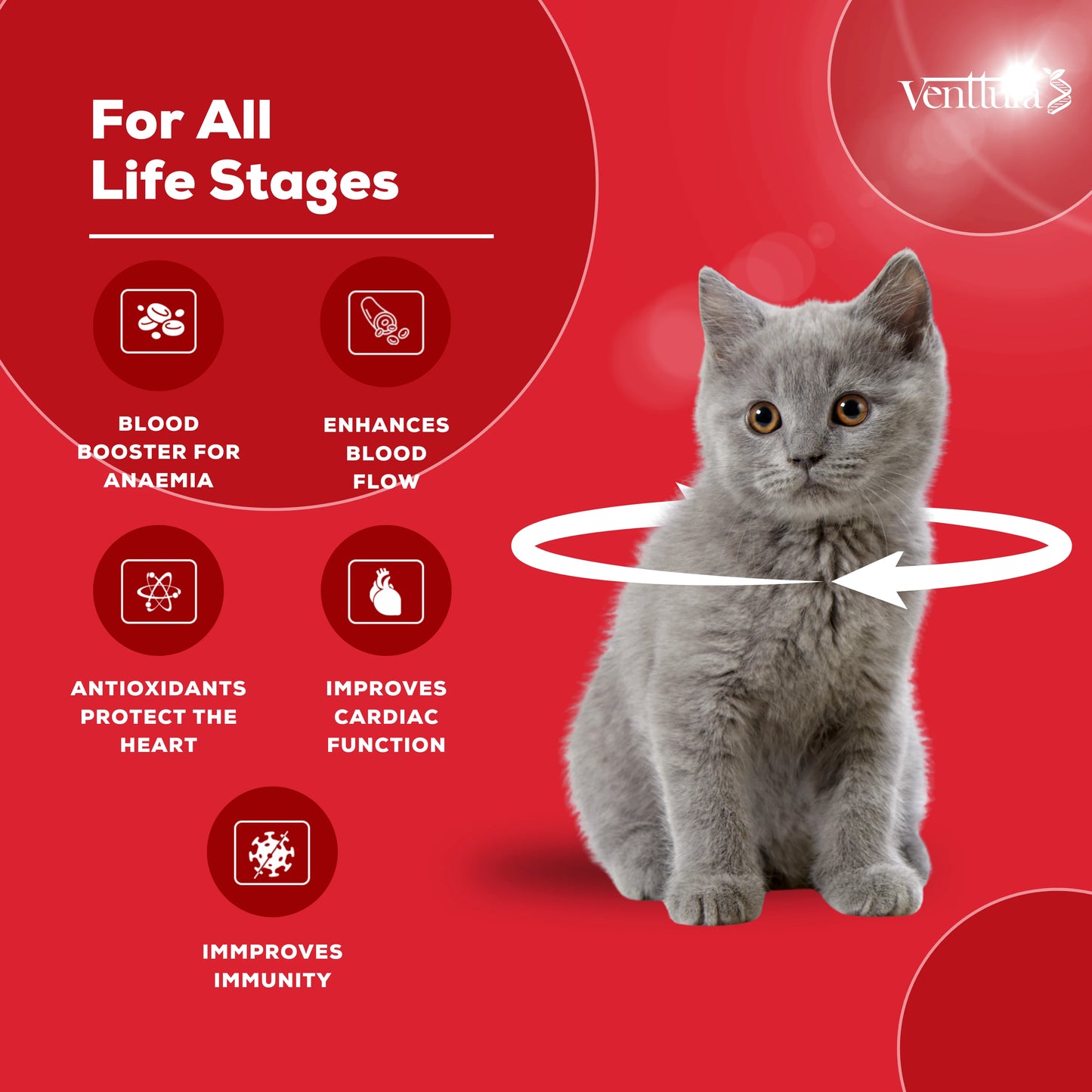 Ferro+ Cat supplement benefits include supporting recovery from anemia, boosting immunity, and improving overall vitality in cats.