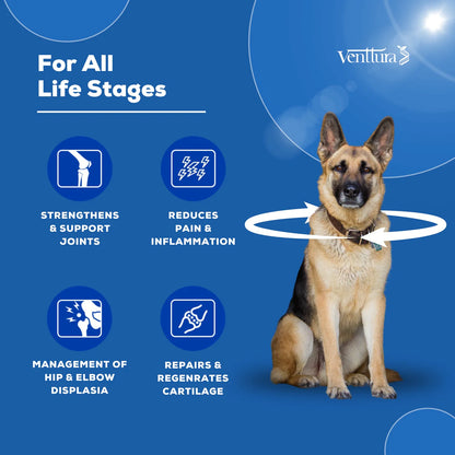 German Shepherd sitting with overlay text highlighting the benefits of Flexi+ by Venttura Bioceuticals, including improved mobility, joint repair, and pain reduction.