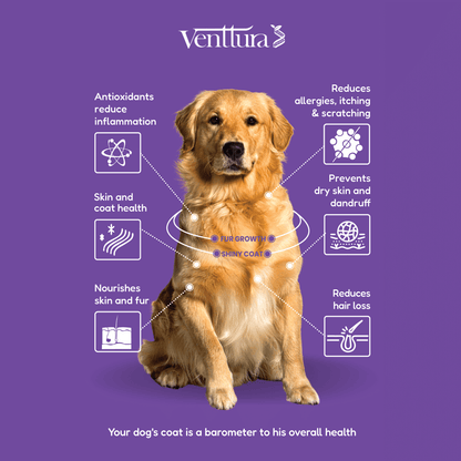 Dog sitting with overlay text highlighting the benefits of Fur+ supplement for dogs by Venttura Bioceuticals, including improved coat condition, healthy fur growth, and reduction of skin allergies and shedding