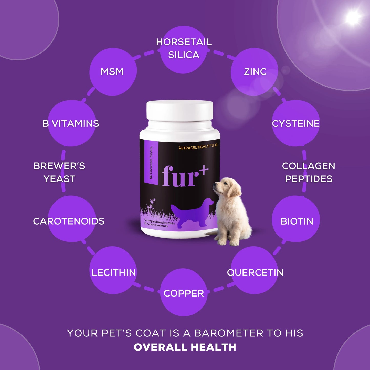 Labrador dog sitting with overlay text highlighting the benefits of Fur+ by Venttura Bioceuticals, including improved fur growth, reduced shedding, and healthy skin