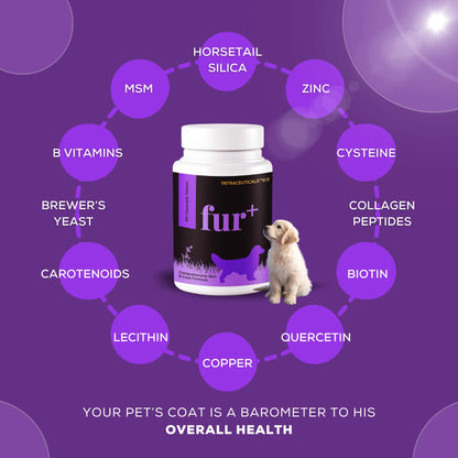 Labrador dog sitting with overlay text highlighting the benefits of Fur+ by Venttura Bioceuticals, including improved fur growth, reduced shedding, and healthy skin