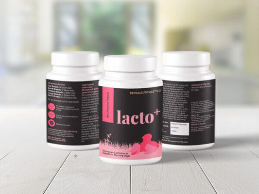 Lacto+ supplement for nursing female dogs by Venttura Bioceuticals - promotes healthy lactation and improves milk quality and quantity
