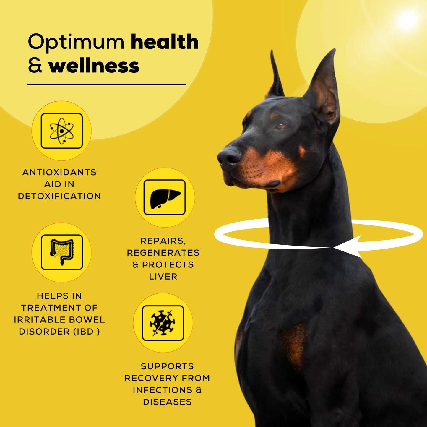 Livo+ liver supplement for dogs by Venttura Bioceuticals - a holistic liver support formula that repairs, detoxifies, and protects the liver while boosting bile production and antioxidant protection.