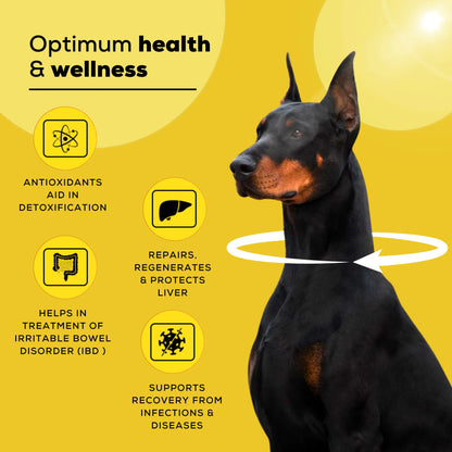 Livo+ liver supplement for dogs by Venttura Bioceuticals - a holistic liver support formula that repairs, detoxifies, and protects the liver while boosting bile production and antioxidant protection.