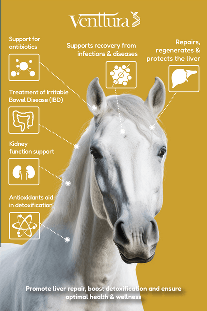 A majestic white horse with an overlay highlighting the benefits of EQUIliv+ supplement, including liver detoxification, repair, digestive support, and antioxidant protection.